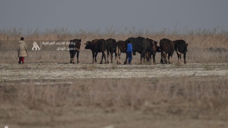 الزراعة تعلن تقديم أعلاف مجانية لمربي الجاموس والمواشي في المحافظات الجنوبية