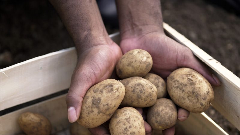 مصر.. شعبة الخضروات والفاكهة تحذر من أزمة وشيكة في محصول البطاطس