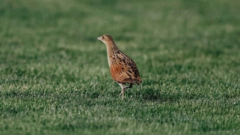 شاهد.. اصطدام الكرة بطائر أثناء المباراة