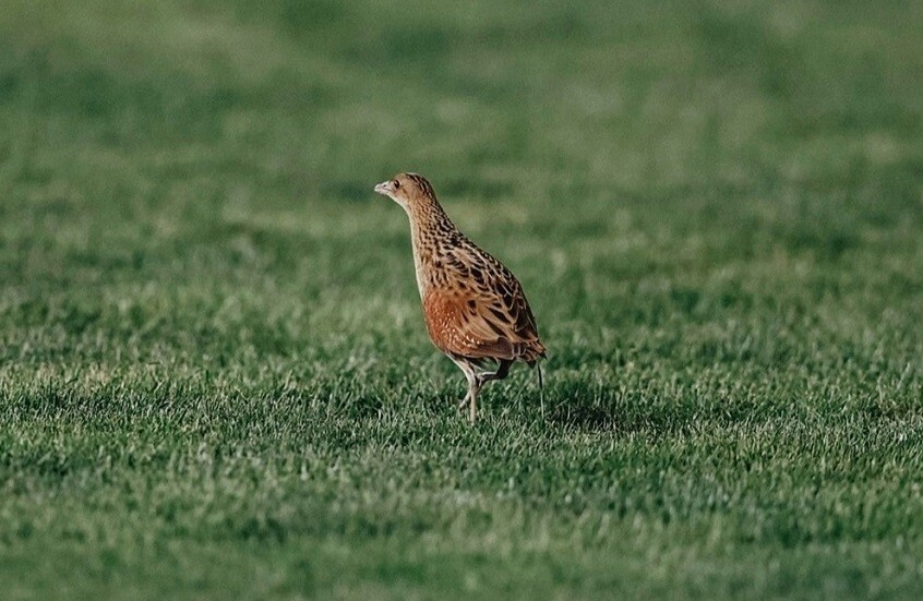 شاهد.. اصطدام الكرة بطائر أثناء المباراة