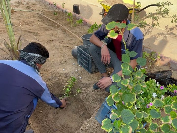 تنفيذاً لتوجيهات رئيس الوزراء.. الديوانية تعلن خطتها الخاصة بحملة التشجير