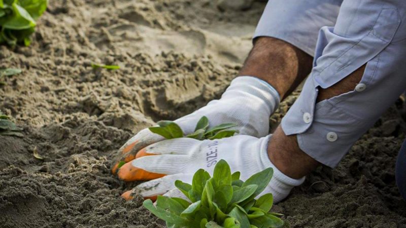 بلدية كربلاء المقدسة: المباشرة بزراعة الحدائق والمسطحات الخضراء داخل الأحياء السكنية