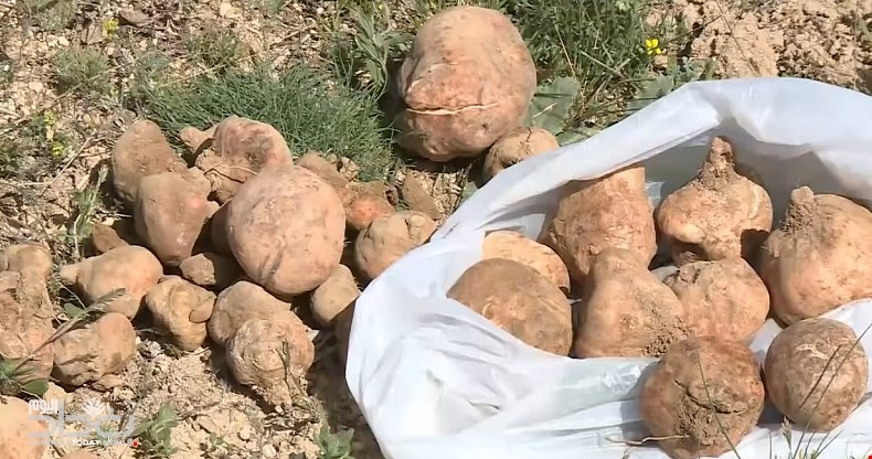 بشرى سارة للعراقيين.. الكشف عن موعد جمع “الكمأ”