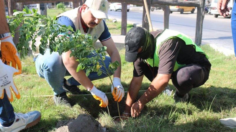 ضمن ثلاث مبادرات.. العراق ينجح بزراعة أكثر من 16 مليون شجرة