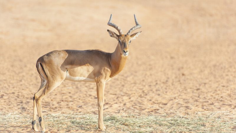 السعودية..  إطلاق 95 كائنا مهددا بالانقراض في محمية ملكية (صور)