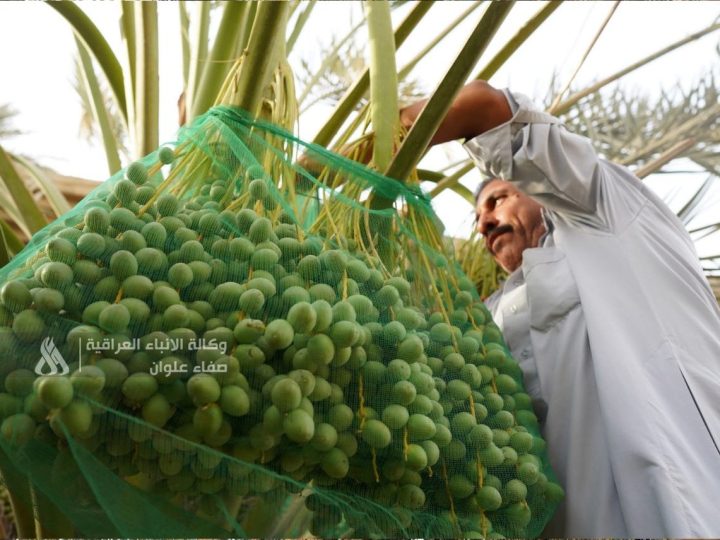 الزراعة: لدينا اكتفاء ذاتي في سبعة محاصيل ونصدر 13 أخرى