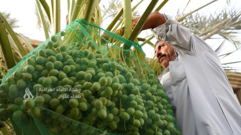 الزراعة: لدينا اكتفاء ذاتي في سبعة محاصيل ونصدر 13 أخرى