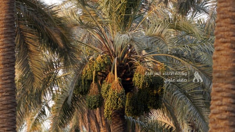 الزراعة: العراق يحتل المركز الأول عالمياً بعدد النخيل